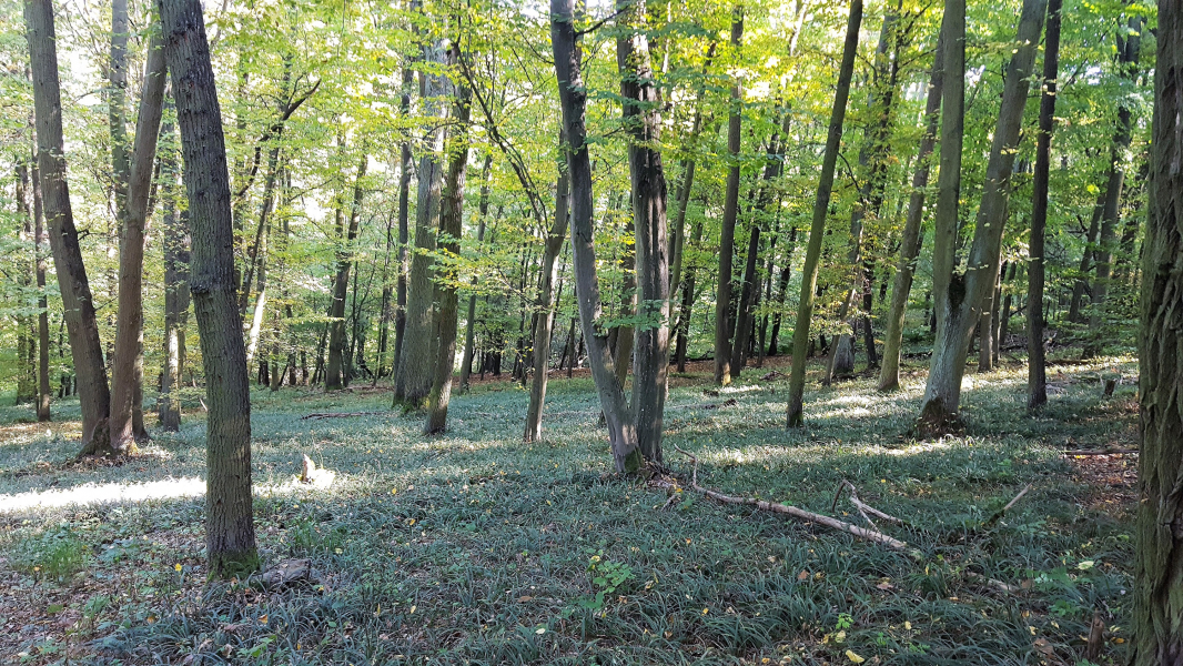 prodej lesního pozemku včetně lesního porostu o celkové rozloze 1.509m² v katastru obce Veselí nad Moravou v části Milokošť.